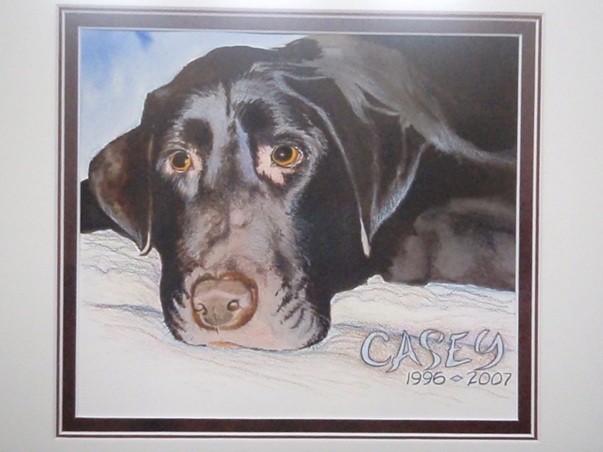 Casey the Labrador Retriever